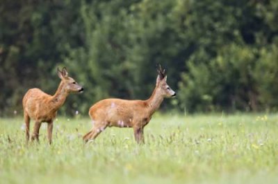 ​獐子是几级保护动物（野生獐子属于国家保护几级动物）