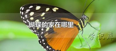 ​蝴蝶的家在哪里