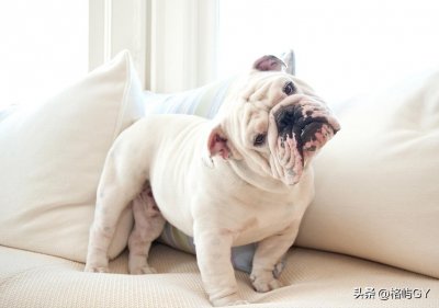 ​女生专属：为你推荐十款最受欢迎的宠物犬