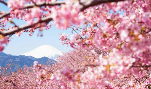 樱花唯美句子简短,关于浪漫樱花的句子图1