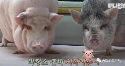 ​小女孩养的两只宠物迷你猪秒变大胖猪，如今带它们刻苦运动节食减肥！