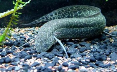 ​澳洲肺鱼怎么养？澳洲肺鱼的繁殖方法