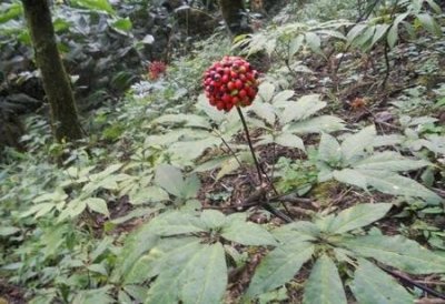 ​为什么一剂中药需要很多药材(老中医写的药方)