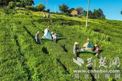 ​湖北竹山：大宗茶开辟“新赛道”