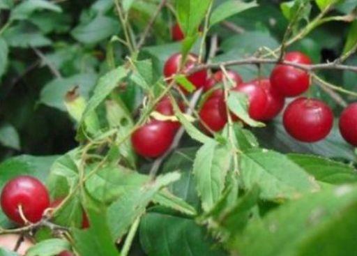 农村小伙种植走红的“钙果”,想着种植野果子致富,亏了好几万