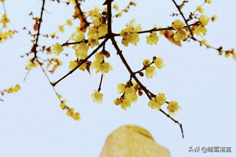 腊梅花花语及传说