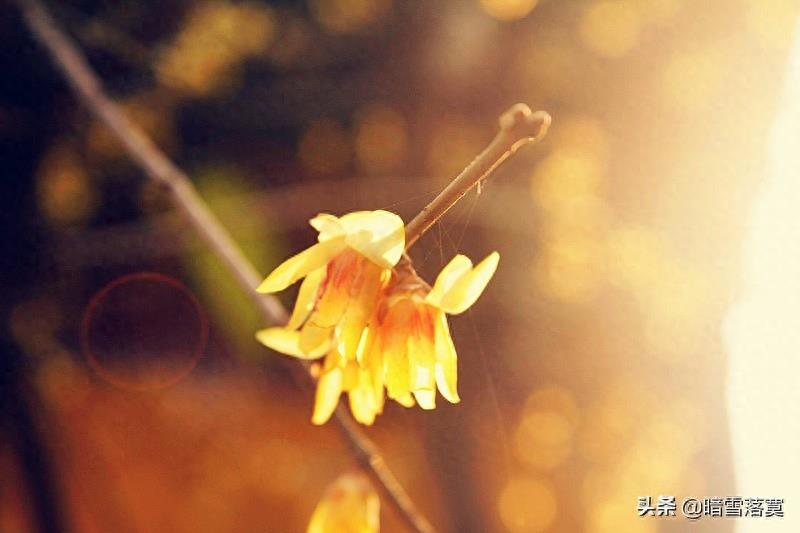 腊梅花花语及传说