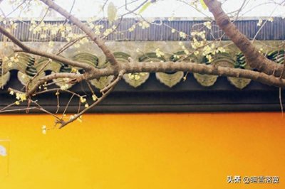 ​腊梅花花语及传说