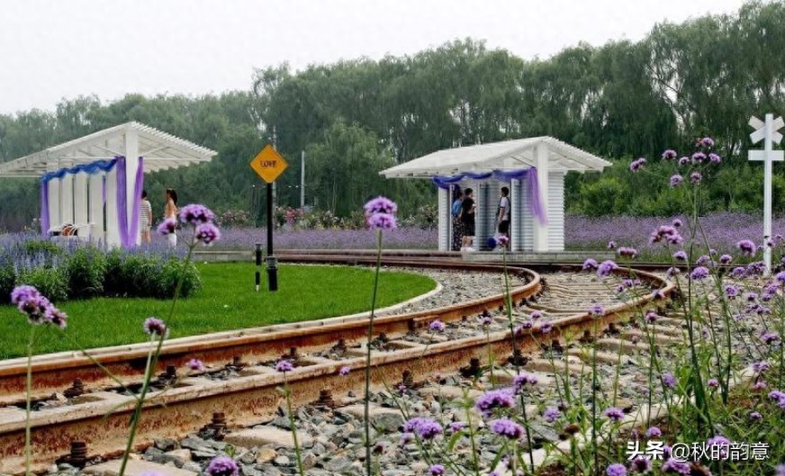 北京蓝调薰衣草庄园，蓝莓、草莓为主栽品种，已成为当地绿色地标