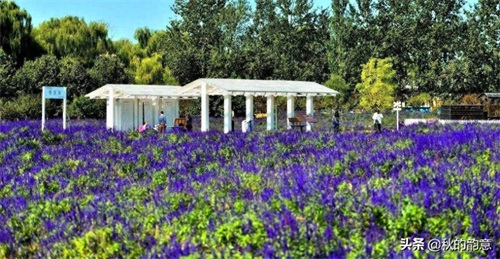 北京蓝调薰衣草庄园，蓝莓、草莓为主栽品种，已成为当地绿色地标