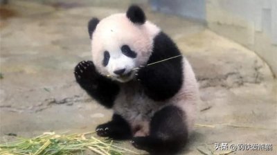 ​归来的大熊猫香香公主：成为挖煤一员日本网友聚集为公主过生日