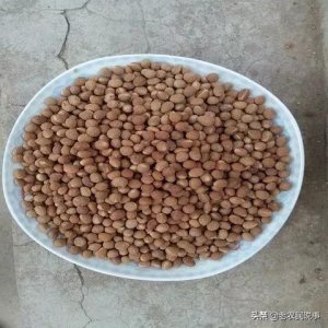 ​农村有人高价收“酸枣核”，很值钱吗？一年能赚十几万，真假？