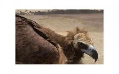 ​爱情公寓演员表全部（爱情公寓5所有演员表）