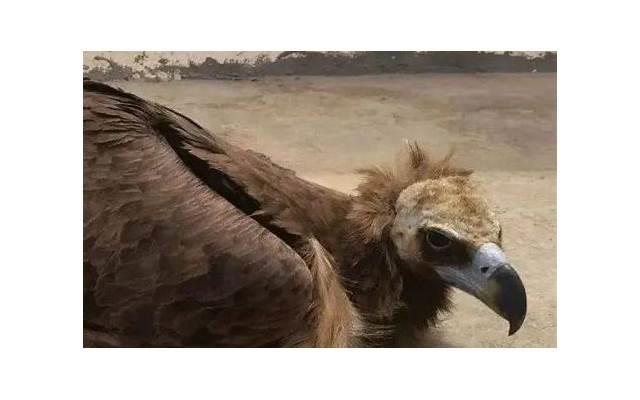 爱情公寓演员表全部（爱情公寓5所有演员表）