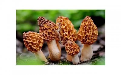 ​木香的功效与作用