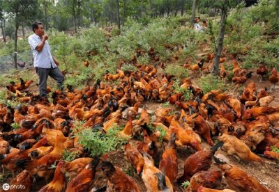 ​在农村创业，养5000只散养肉鸡，一年赚十几万，还去打工吗