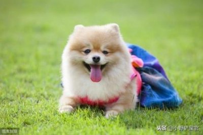 ​波音达猎犬是大型犬吗？波音达猎犬是大型犬吗？