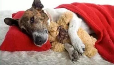 ​六角龙是娃娃鱼吗？六角龙鱼是娃娃鱼嘛