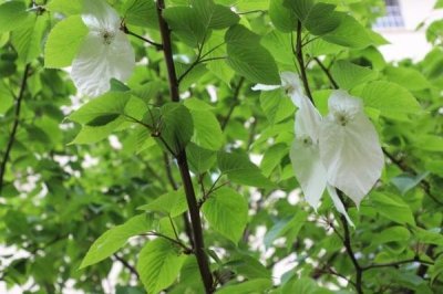 ​商洛发现千万年前活化石树种—珙桐树