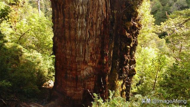 世界上最古老的树种是什么（你知道世界上最古老的树是什么树么）(3)