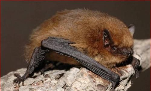 两只蝙蝠飞进家里 有事吗