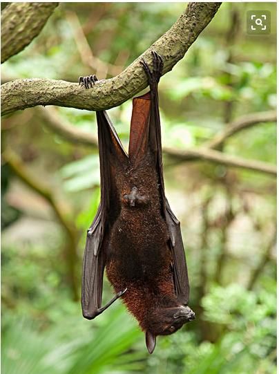 蝙蝠入屋是不吉利的，蝙蝠住在我家屋檐下，会不会给家人健康带来隐患？图8