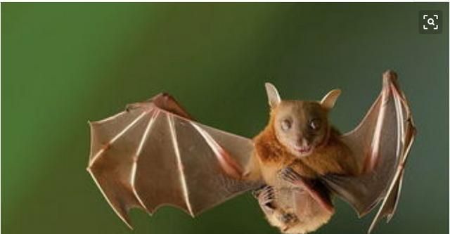 蝙蝠入屋是不吉利的，蝙蝠住在我家屋檐下，会不会给家人健康带来隐患？图6