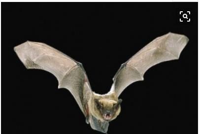 蝙蝠入屋是不吉利的，蝙蝠住在我家屋檐下，会不会给家人健康带来隐患？图5