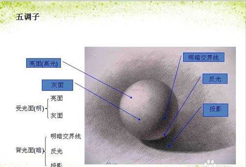 五大调子三大面是什么,素描中的三大面五大调子指的是什么图3