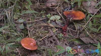 ​“王炸”干巴菌上市 每斤售价上千元