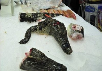 ​鳄鱼可以吃吗，人工养殖鳄龟可以吃吗？