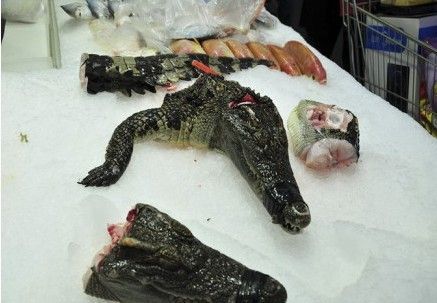 人工养殖鳄龟可以吃吗