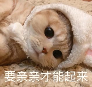 ​发给对象的可可爱爱表情包|要亲亲才能起来