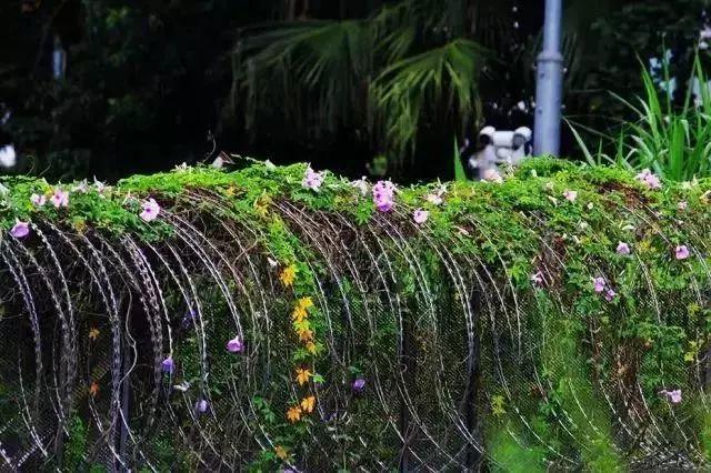 一边深圳一边香港！现在，去中英街可以网上预约、自助取证啦