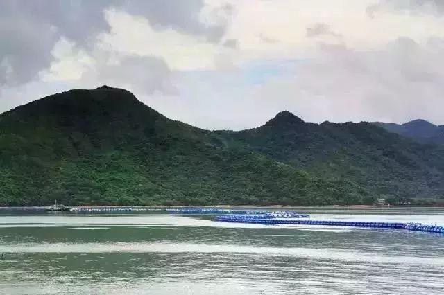 一边深圳一边香港！现在，去中英街可以网上预约、自助取证啦