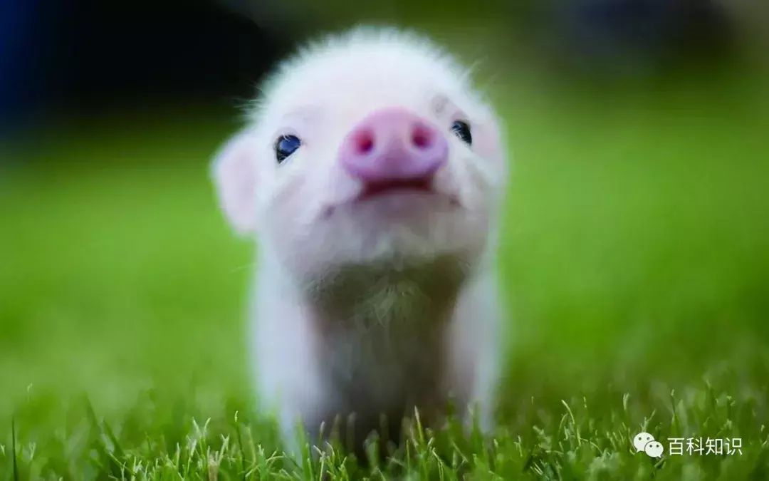 猪八戒照镜子歇后语（猪八戒照镜子里外不是人）