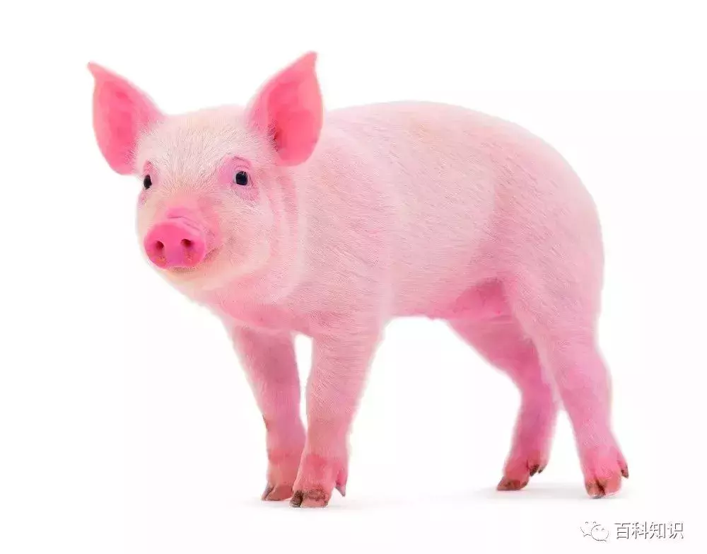 猪八戒照镜子歇后语（猪八戒照镜子里外不是人）