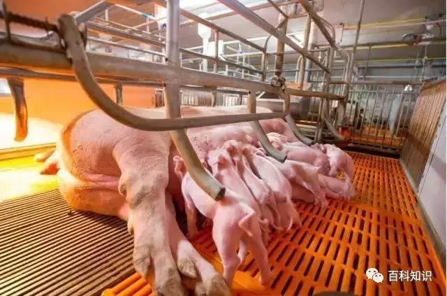 猪八戒照镜子歇后语（猪八戒照镜子里外不是人）