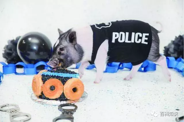 猪八戒照镜子歇后语（猪八戒照镜子里外不是人）