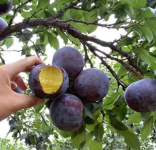 ​从黑布林到“黑不理”！上万吨洋货砸在果农手里，为何卖不出去？