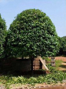 ​家门口种上5种“富贵树”，寓意吉祥还长寿，养几十年长成传家宝