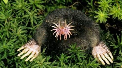 真实存在的六大奇特生物（令人称奇惊讶的的13种怪异生物）(10)