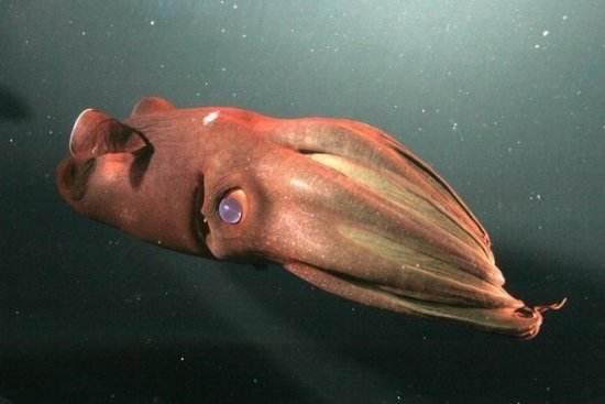 真实存在的六大奇特生物（令人称奇惊讶的的13种怪异生物）(7)