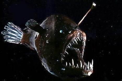 真实存在的六大奇特生物（令人称奇惊讶的的13种怪异生物）(11)