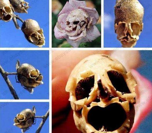 真实存在的六大奇特生物（令人称奇惊讶的的13种怪异生物）(5)