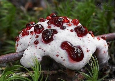 ​真实存在的六大奇特生物（令人称奇惊讶的的13种怪异生物）