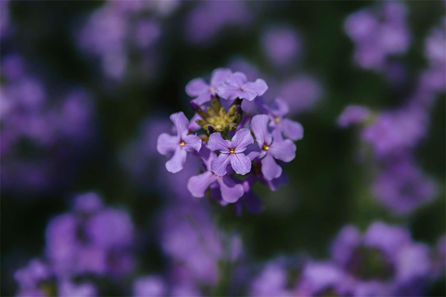蓝香芥 蓝香芥