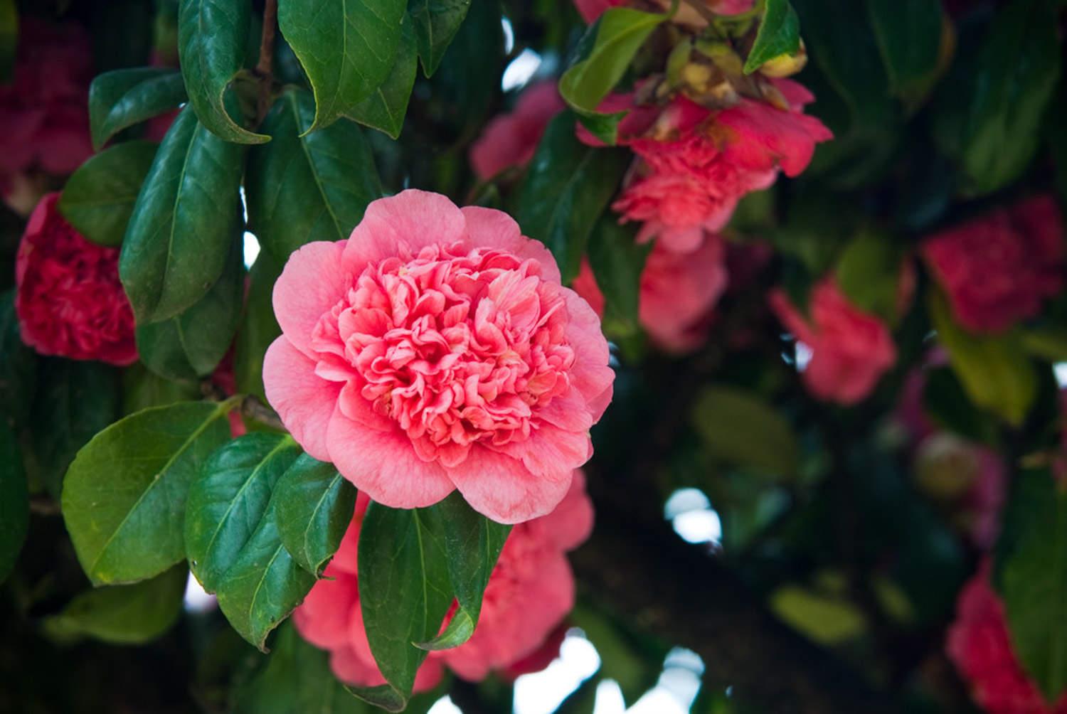 茶花 茶花