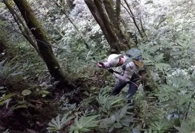 ​云南再次发现竹生羊奶子，种群仅剩20棵，长在60米深的天坑里