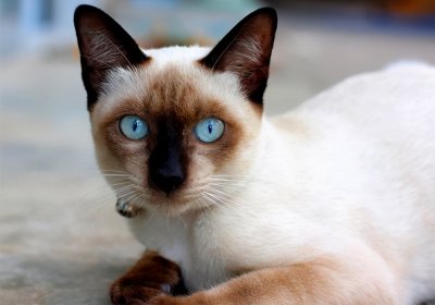 ​被猫抓了一下轻微破皮要打针吗